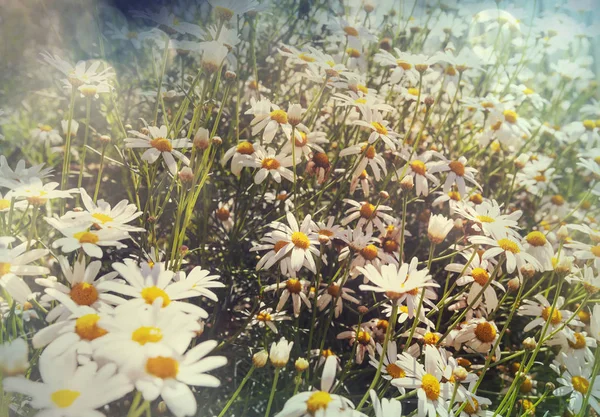 Kamillenwiese Sommer — Stockfoto