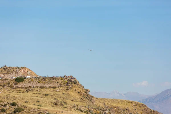 Cóndor Volador Cañón Del Colca Perú — Foto de Stock