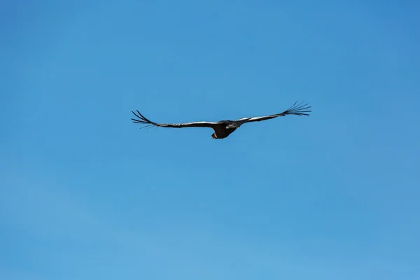 Condor Volant Dans Canyon Colca Pérou — Photo
