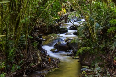 Yağmur ormanlarında akan güzel dere suyu. Kosta Rika, Orta Amerika