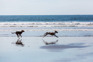 Köpekler akan suyun plajda 