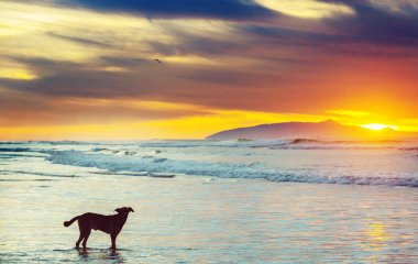 köpek akan suyun plajda  