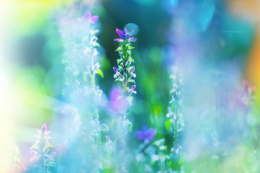 Güzel çiçeklerin yakın çekimi. Çiçek arkaplanı için uygun.