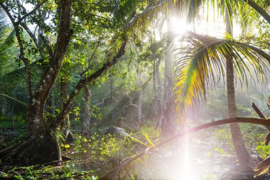 Kosta Rika 'daki Huzur Bulutu Ormanı