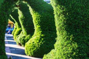 Güzel yaprak dökmeyen landmark park Kosta Rika, Orta Amerika