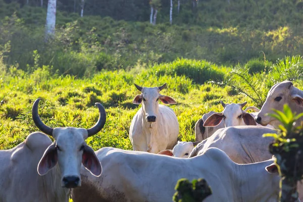 Ινδικός Βούς Αγελάδα Βοοειδή Εκμετάλλευση Της Κόστα Ρίκα — Φωτογραφία Αρχείου