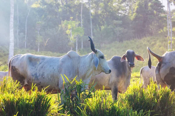 Zeboe Koe Vee Een Boerderij Costa Rica — Stockfoto