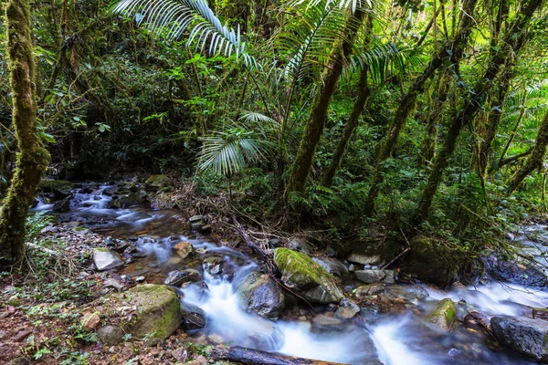 Piękna Woda Strumieniowa Spływająca Lasach Deszczowych Kostaryka Ameryka Środkowa — Zdjęcie stockowe