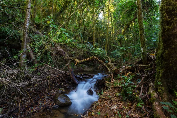 Bella Acqua Corrente Che Scorre Giù Nella Foresta Pluviale Costa — Foto Stock