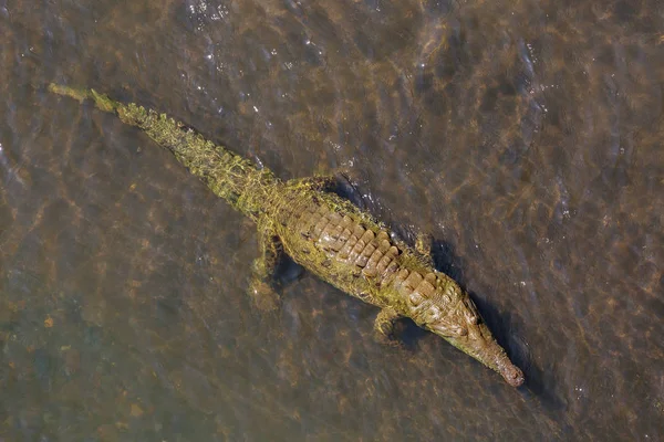 Krokodil Website Costa Rica Centraal Amerika — Stockfoto