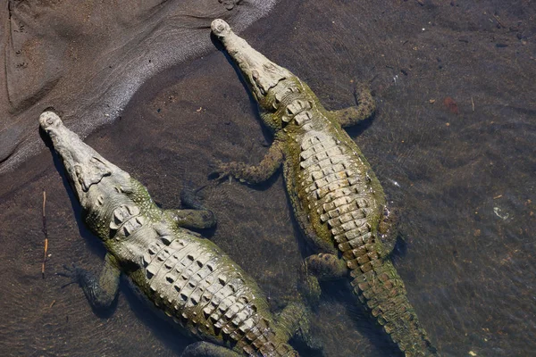 Krokodile Costa Rica Mittelamerika — Stockfoto