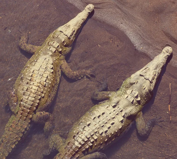 Crocodilos Costa Rica América Central — Fotografia de Stock