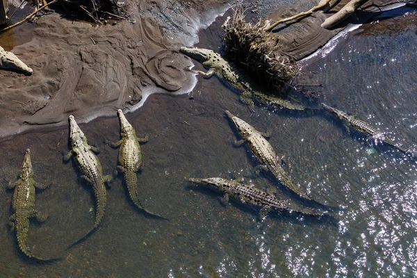 Крокодили Коста Ріці Центральна Америка — стокове фото