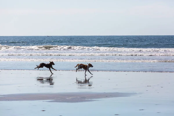 Perros Playa Corriendo Cerca Del Agua —  Fotos de Stock