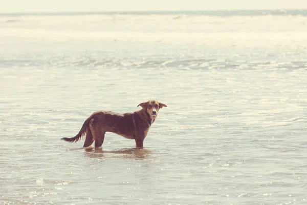Perro Playa Corriendo Cerca Del Agua — Foto de Stock