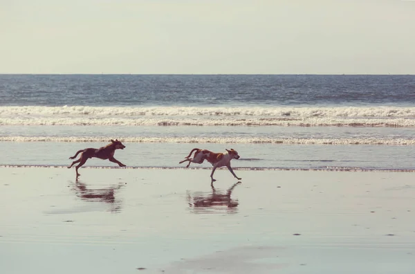 Perros Playa Corriendo Cerca Del Agua —  Fotos de Stock