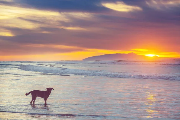 Dog Beach Running Water — Stock Photo, Image