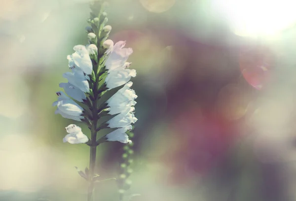 Erstaunliche Bunte Blume Nahaufnahme — Stockfoto