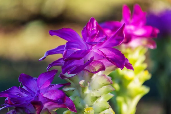 Nahaufnahme Der Schönen Blumen Geeignet Für Floralen Hintergrund — Stockfoto