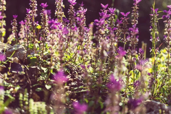 Tiro Close Das Belas Flores Adequado Para Fundo Floral — Fotografia de Stock