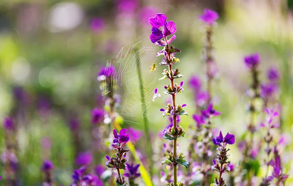 Primer Plano Las Hermosas Flores Adecuado Para Fondo Floral —  Fotos de Stock