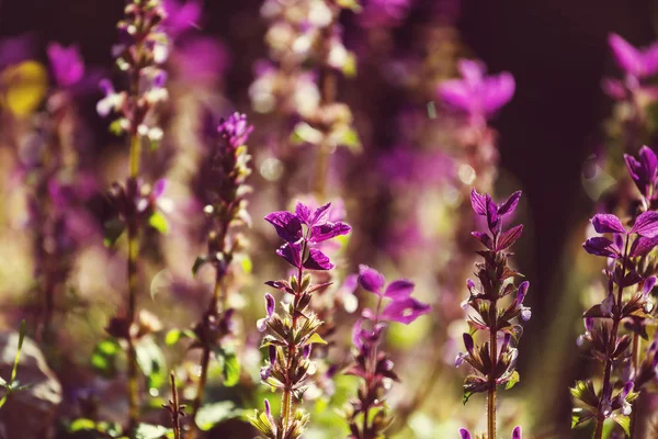 Primer Plano Las Hermosas Flores Adecuado Para Fondo Floral —  Fotos de Stock