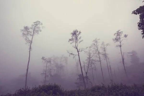 Sérénité Forêt Nuageuse Costa Rica — Photo