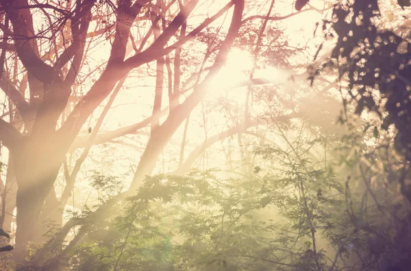 Gelassenheit Nebelwald Costa Rica — Stockfoto