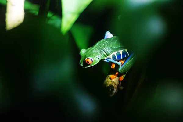 Rana Dagli Occhi Rossi Agalychnis Callidryas Costa Rica America Centrale — Foto Stock