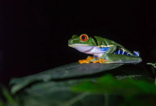 Βάτραχος Κόκκινα Μάτια Agalychnis Callidryas Στην Κόστα Ρίκα Κεντρική Αμερική — Φωτογραφία Αρχείου