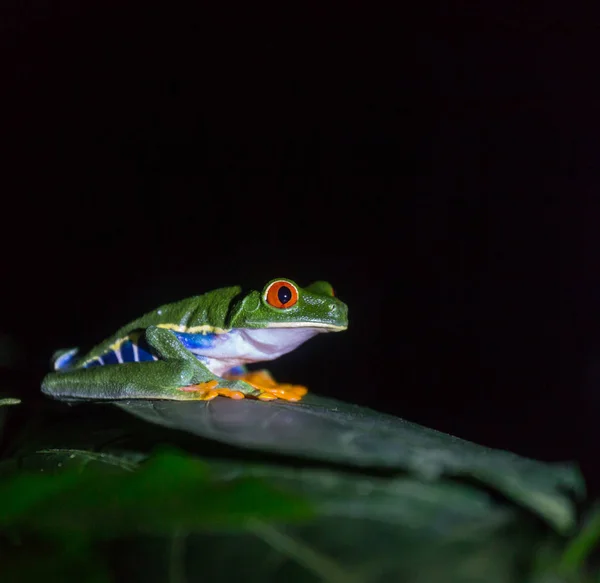 Červená Žába Agalychnis Callidryas Kostarice Střední Amerika — Stock fotografie