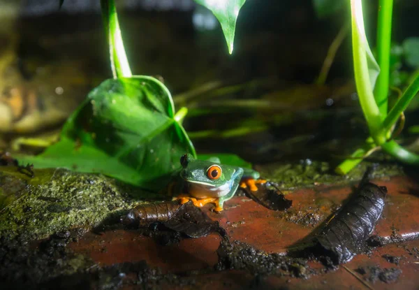 Βάτραχος Κόκκινα Μάτια Agalychnis Callidryas Στην Κόστα Ρίκα Κεντρική Αμερική — Φωτογραφία Αρχείου