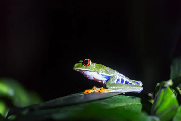 Červená Žába Agalychnis Callidryas Kostarice Střední Amerika — Stock fotografie