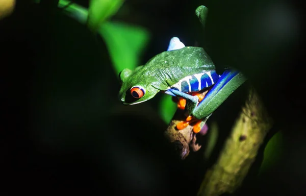 Βάτραχος Κόκκινα Μάτια Agalychnis Callidryas Στην Κόστα Ρίκα Κεντρική Αμερική — Φωτογραφία Αρχείου