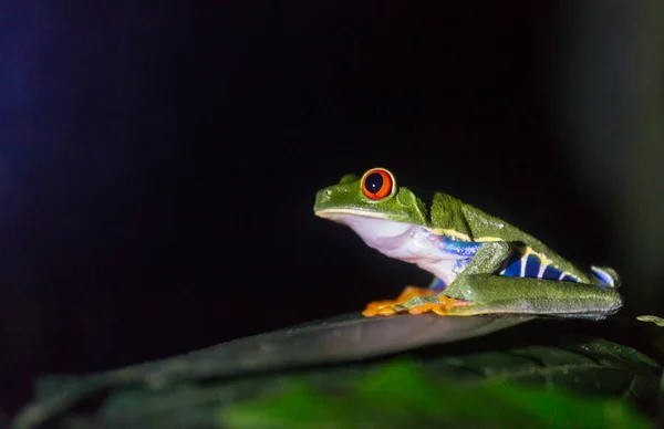 Βάτραχος Κόκκινα Μάτια Agalychnis Callidryas Στην Κόστα Ρίκα Κεντρική Αμερική — Φωτογραφία Αρχείου