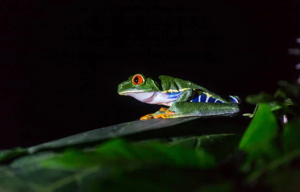 哥斯达黎加 中美洲的红眼蛙Agalychnis Chos Dryas — 图库照片