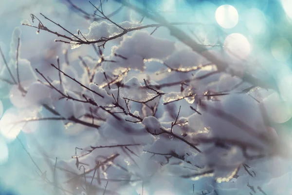 Schilderachtig Besneeuwd Bos Winter — Stockfoto