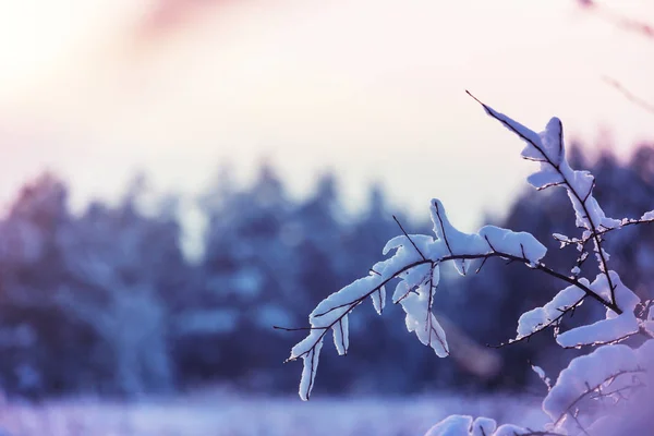 Festői Hófedte Erdő Télen — Stock Fotó