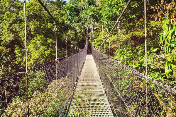 Hiking Green Tropical Jungle Costa Rica Central America — Stock Photo, Image