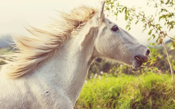 Cheval Sur Prairie Été — Photo