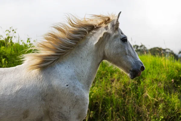 Häst Ängen Sommar — Stockfoto