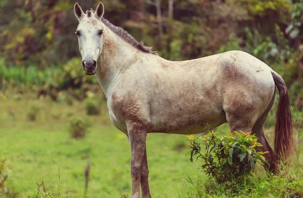 Cheval Sur Prairie Été — Photo