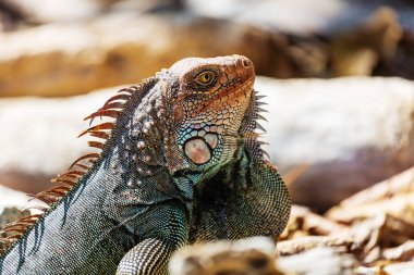 Kosta Rika 'da yabani yeşil iguana