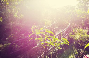 ağaçlar ve çiçekler bahçesinde