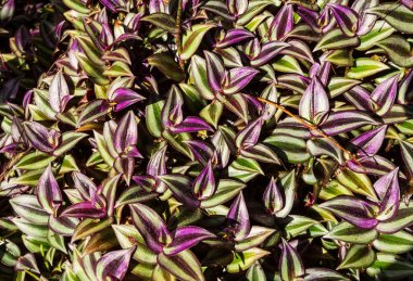 Yaz arka plan ağaç yaprakları ile