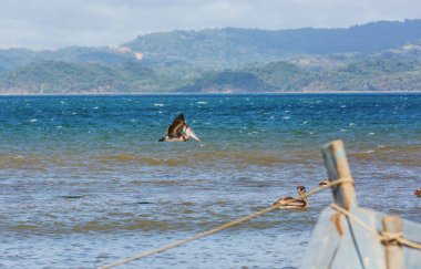 Deniz kıyısındaki Büyük Pelikan