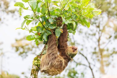 Orta Amerika, Kosta Rika 'da ağaçtaki miskin hayvan.