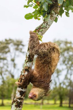 The sloth on the tree in Costa Rica, Central America clipart