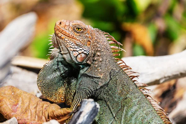 Dzika Zielona Iguana Kostaryce — Zdjęcie stockowe