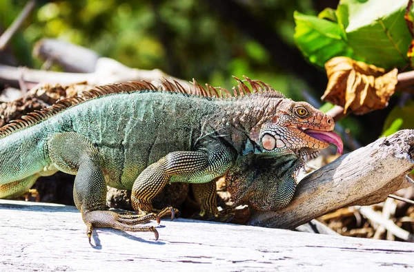 Dzika Zielona Iguana Kostaryce — Zdjęcie stockowe